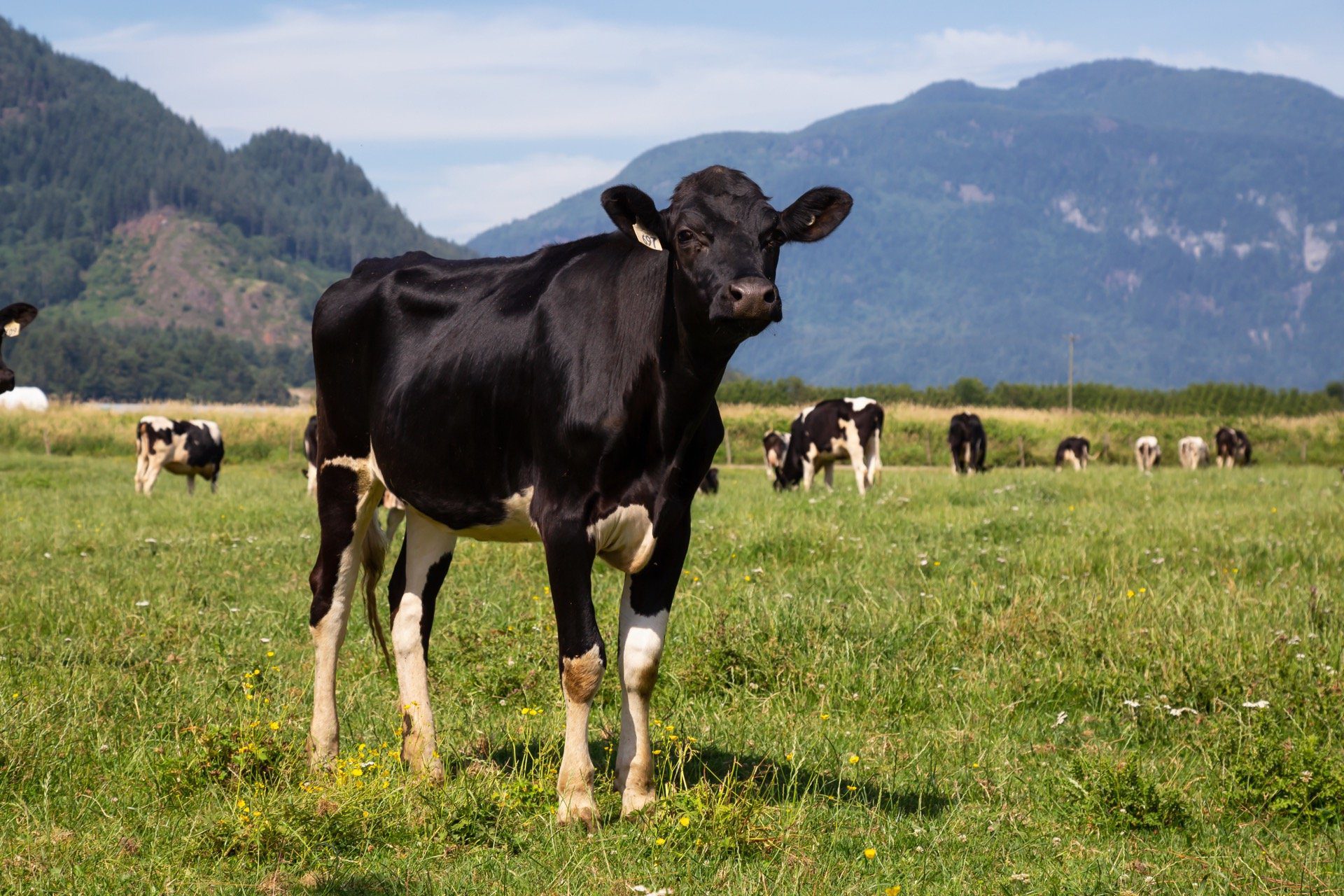 Cow on farmland in BC in field