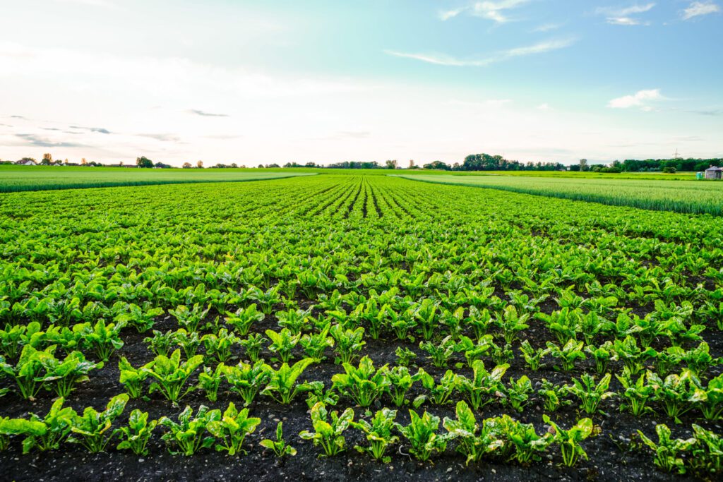 sugar beet farm