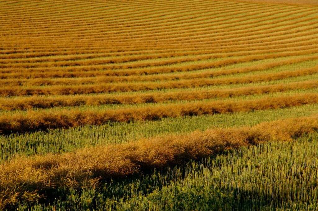 Read more on Your Alberta Farmland Appraisal Checklist