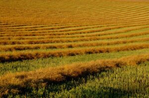 Alberta Farm Land