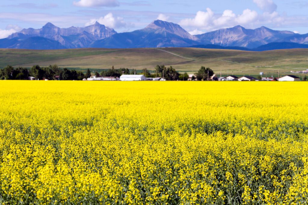 canola field in alberta