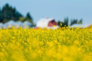 Canola farm in alberta
